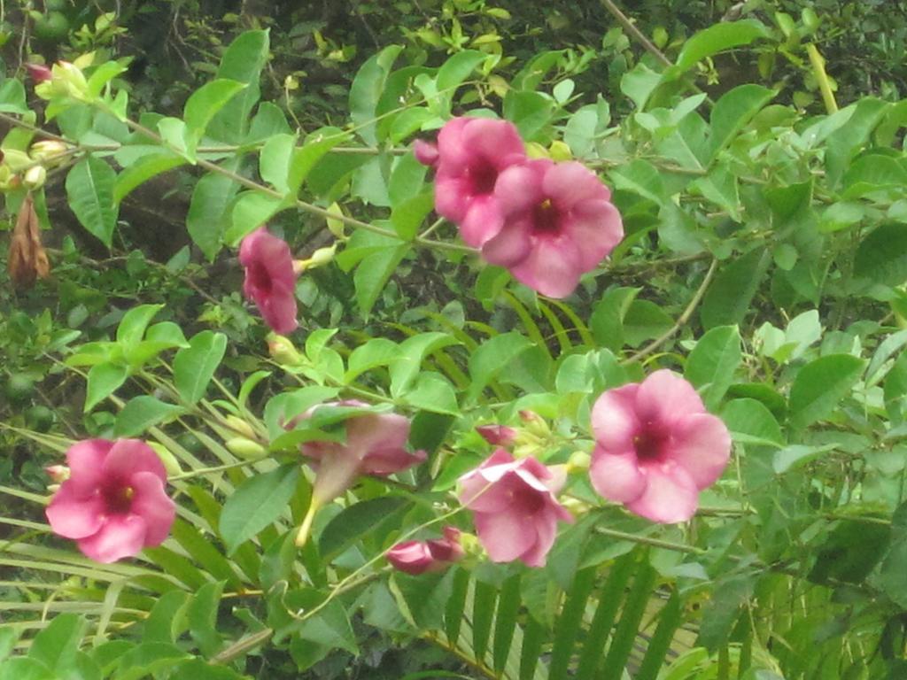 Ranith Villa Tangalle Phòng bức ảnh