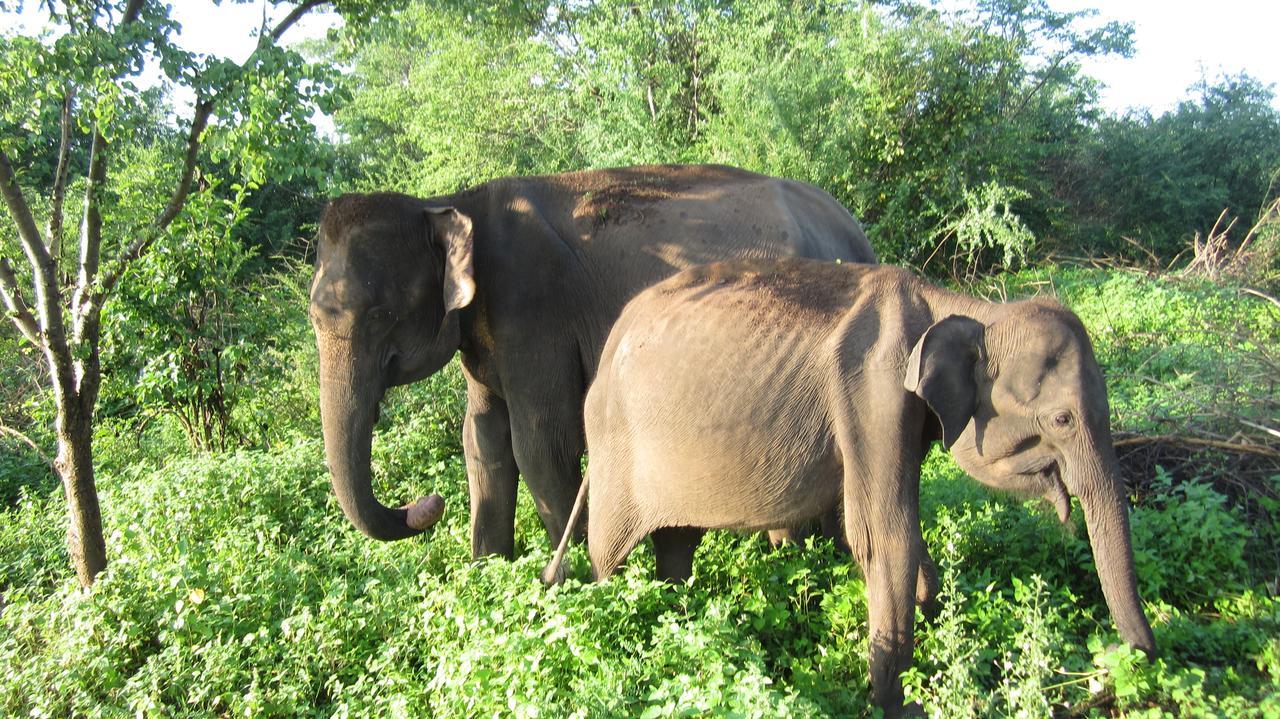 Ranith Villa Tangalle Ngoại thất bức ảnh